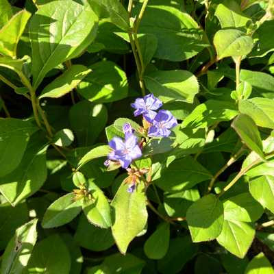 Ceratostigma plumbaginoides 9x9 - Tarackoló kékgyökér