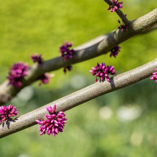 Cercis 2 L- Judásfa