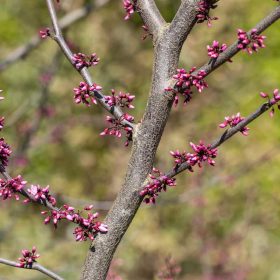 Cercis canadensis Forest Pansy - Júdásfa