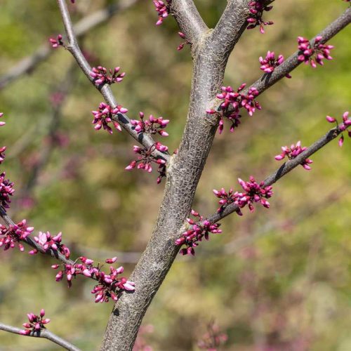 Cercis canadensis 'Forest Pansy' (Júdásfa)