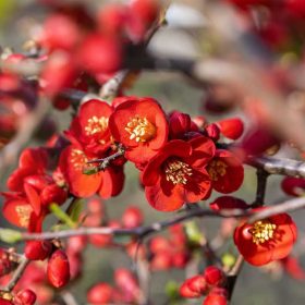   Chaenomeles superba 'Texas scarlet' - Pirosvirágú japanbirs