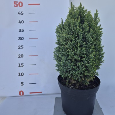 Chamaecyparis lawsoniana 'Ellwood's Gold' - Arany oregoni hamisciprus oszlopos 10/15 K.2 (0004)