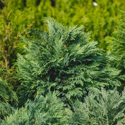 Chamaecyparis lawsoniana 'Mini Globus' - Gömb oregoni hamisciprus