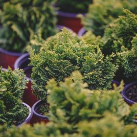 Chamaecyparis obtusa nana gracilis 15/20 K.2 - kagylóciprus