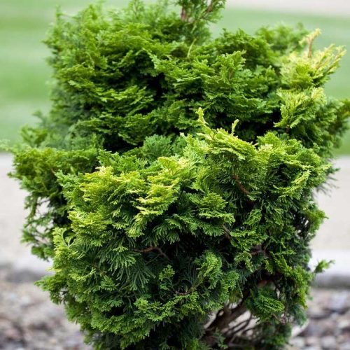 Chamaecyparis obtusa nana gracilis 15/20 K.2 - kagylóciprus
