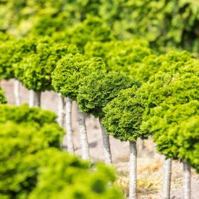 Chamaecyparis obtusa nana gracilis törzs 20/30-as törzses