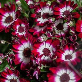 Cineraria