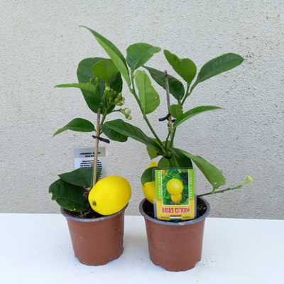 Citrus limon - Citrom 1.3 liter