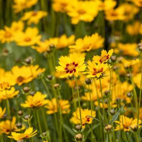   Coreopsis lanceolata 'Sterntaler' 14cm -Sárga piros vir. menyecskeszem