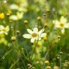 Coreopsis verticillata ''Moonbeam' 11*11 /Vajszínű menyecskeszem