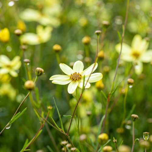Coreopsis verticillata ''Moonbeam' 11*11 /Vajszínű menyecskeszem