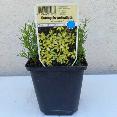 Coreopsis verticillata ''Moonbeam' 11*11 /Vajszínű menyecskeszem