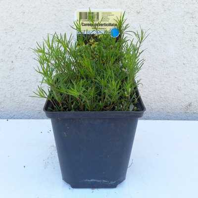 Coreopsis verticillata ''Moonbeam' 11*11 /Vajszínű menyecskeszem