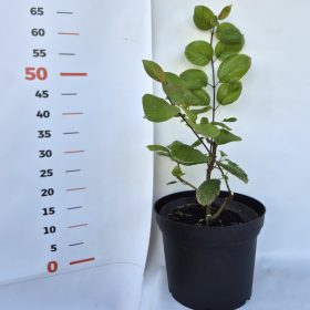 Cornus alba 'Kesselringii' - Feketevesszejű som