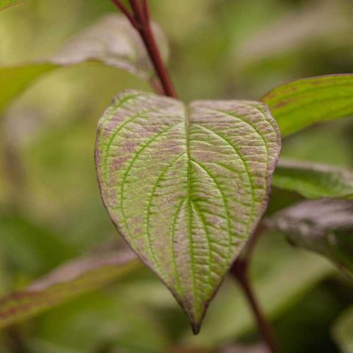 Cornus alba 'Kesselringli' /Feketevesszejű som
