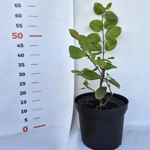 Cornus alba 'Kesselringii' - Feketevesszejű som