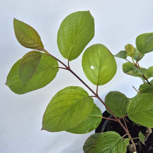 Cornus alba 'Kesselringii' - Feketevesszejű som