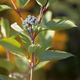 Cornus alba 'Siberian Pearls' -Piros vesszős som