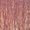 Cornus alba 'Siberian Pearls' /Piros vesszős som