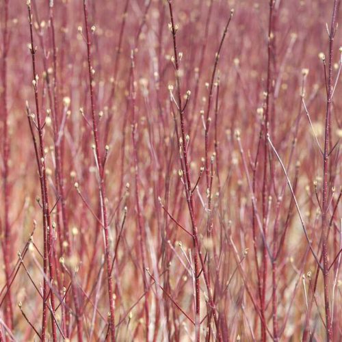 Cornus alba 'Siberian Pearls' -Piros vesszős som