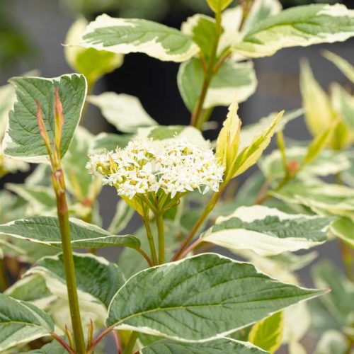 Cornus alba Sibirica Variegata K5 40-60cm - Fehértarka levelű, vörös vesszejű som