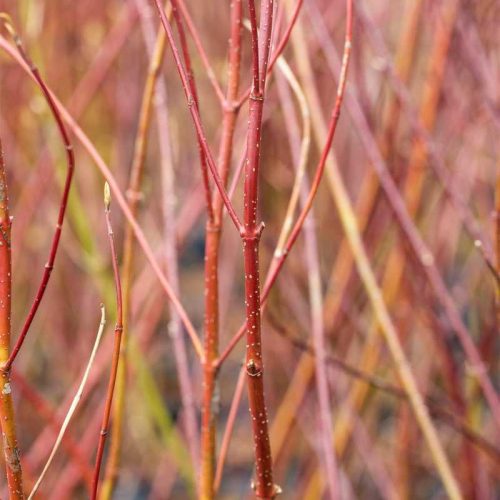 Cornus alba Sibirica Variegata K5 40-60cm - Fehértarka levelű, vörös vesszejű som