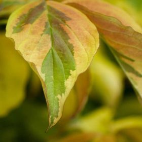   Cornus alba 'Spaethii' Kont. 4,0L - Sárga tarka levelű som