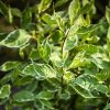 Cornus alba Sibirica variegata'/Som, fehértarka levelű- piros vesszős