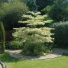 Cornus controversa 4 L /Emeleteságú som