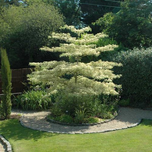 Cornus controversa 4 L /Emeleteságú som