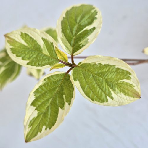 Cornus controversa 4 L  - Emeletes ágú som