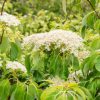 Cornus controversa 4 L /Emeleteságú som
