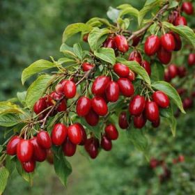 Cornus mas 60-80 C10 -Húsos som