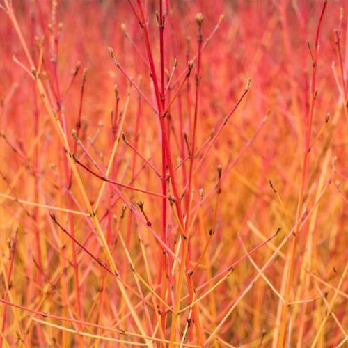 Cornus sanguinea 'Midwinter Fire' K2 /veresgyűrűs som
