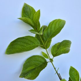   Cornus sericea 'Flaviramea' - Sárgavesszejű som , zöld levelű