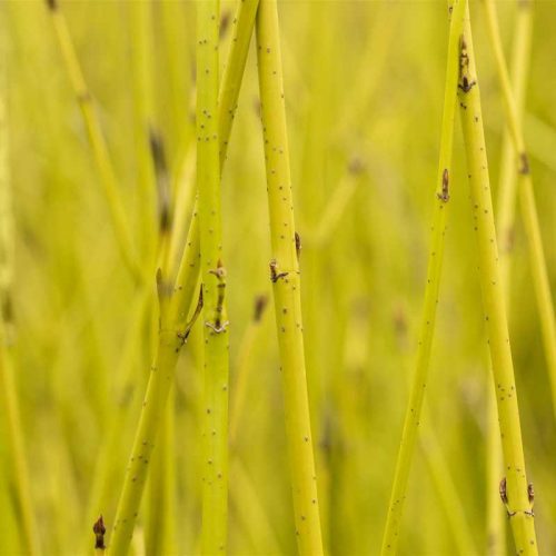 Cornus sericea 'Flaviramea' /Sárgavesszejű som , zöld levelű