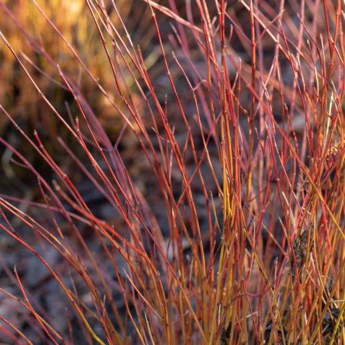 Cornus sericea 'Kelseyi'/ Selymes som, zöld levél, törpe, barnáspiros vessző