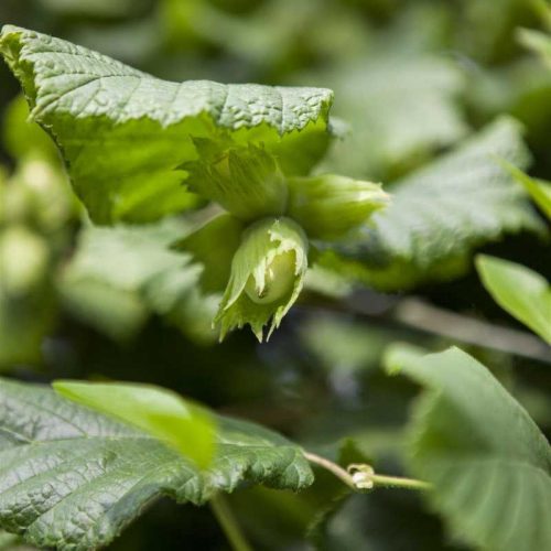 Corylus avellana - Mogyoró 'Buttler'