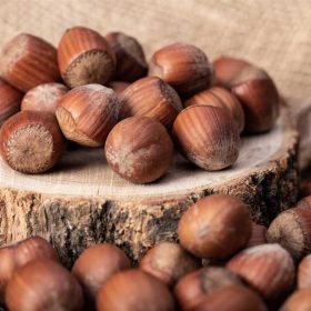 Corylus avellana - Mogyoró 'Nottingham'