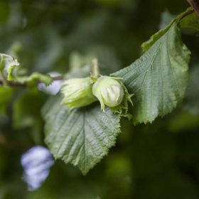Corylus avellana 'Római'- Római mogyoró
