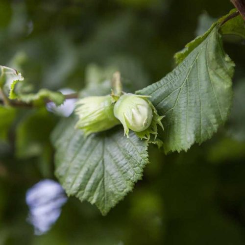 Corylus avellana - Mogyoró Római