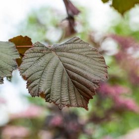 Corylus maxima 'Purpurea' - Vérmogyoró