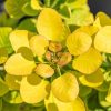Cotinus coggygria 'Golden Spirit' /Arany lombú cserszömörce