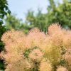 Cotinus coggygria 'Golden Spirit' /Arany lombú cserszömörce