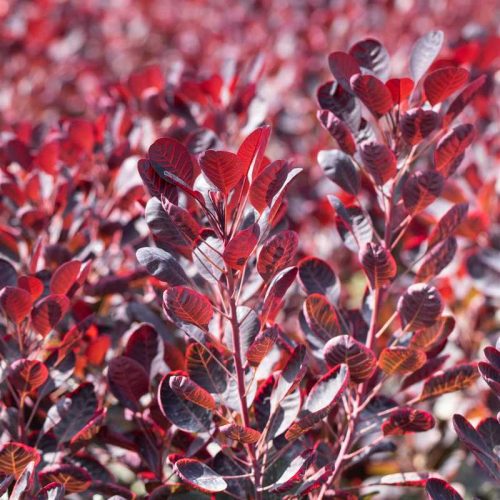 Cotinus coggygria 'Royal Purple' /Bíbor cserszömörce