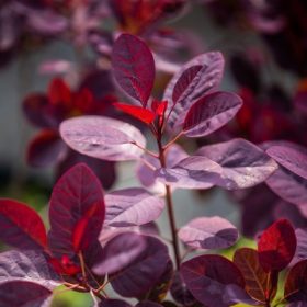   Cotinus coggygria Royal Purple K5 - Cserszömörce, vörös levelű