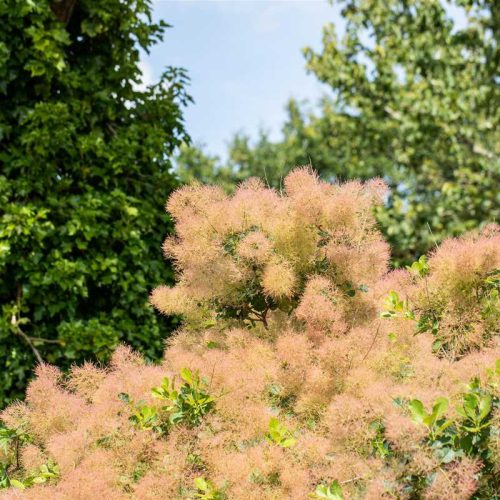Cotinus coggygria Cserszömörcce Zöld 2 L