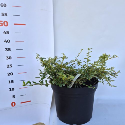 Cotoneaster dammeri Mix Kont 1,5L -Madárbirs mix