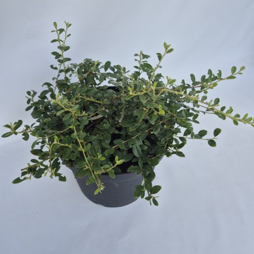Cotoneaster dammeri Mix Kont 1,5L -Madárbirs mix