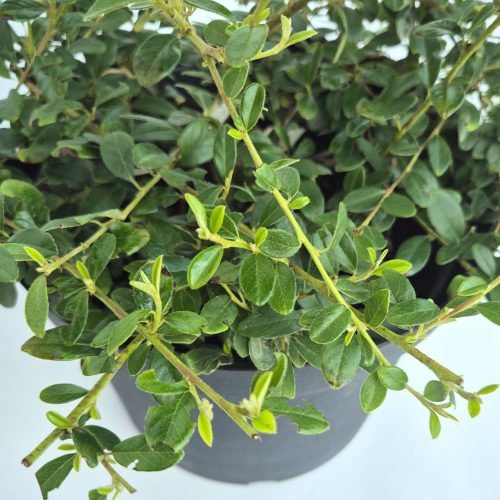 Cotoneaster dammeri Mix Kont 1,5L -Madárbirs mix